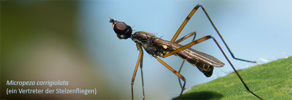 Insektenvielfalt fördern und Artenkenntnis entwickeln