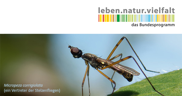 Insektenvielfalt fördern und Artenkenntnis entwickeln
